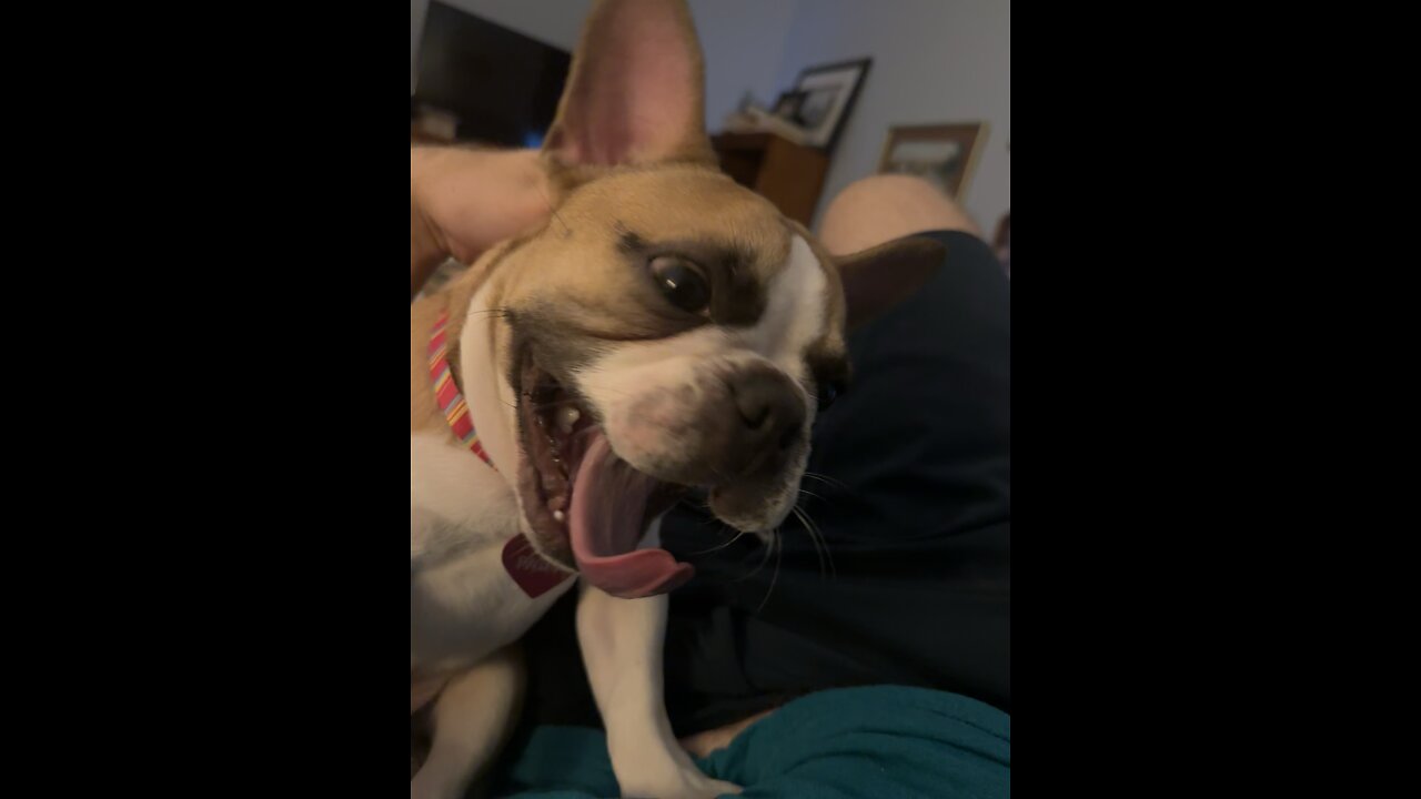 Nemo The Frenchie