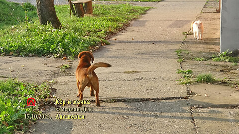 20251017 Ker i mačka