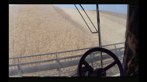 Woman in Agriculture Wheat Harvesting The Hills