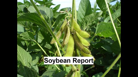 Baby Needs A New Pair Of Shoes Preview