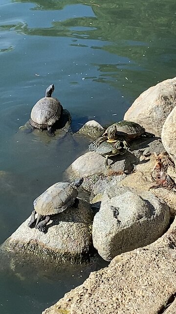 Red-Eared Slider Turtles 🐢 #redearedslider #followme #shorts #viral #trending #turtles #turtle