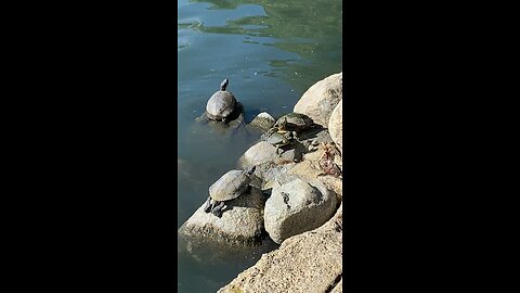 Red-Eared Slider Turtles 🐢 #redearedslider #followme #shorts #viral #trending #turtles #turtle