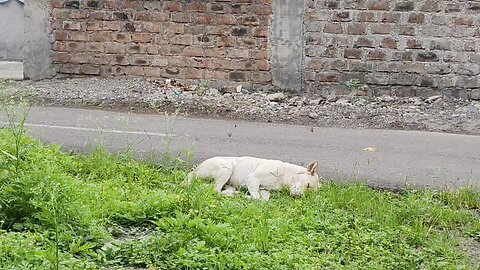 1White Cat Relaxing in the Grass on a Quiet Street | Peaceful Feline Moment
