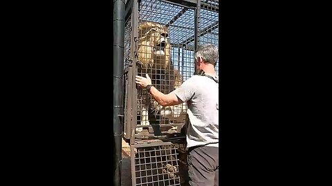 lion in the caze