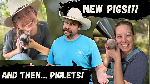 We Brought Home KuneKune Pigs… and Got Piglets Days Later!