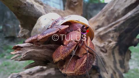UNBOXING! Kepiting Darat Jumbo | Unboxing Video