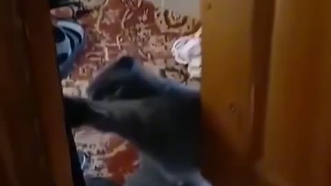 The cat hates its owner opening the door late😂😁