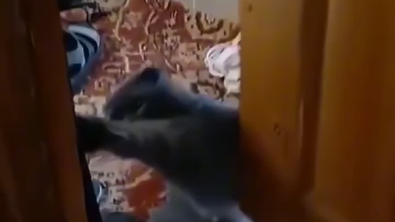 The cat hates its owner opening the door late๐๐