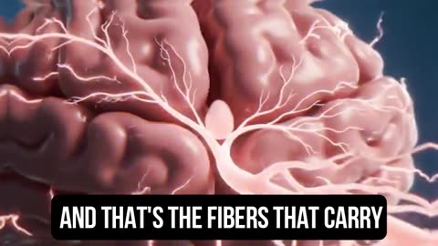 The War on Light-How Governments Are Dimming the Human Spirit Under the Banner of Climate Control