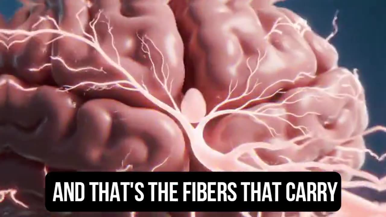 The War on Light-How Governments Are Dimming the Human Spirit Under the Banner of Climate Control