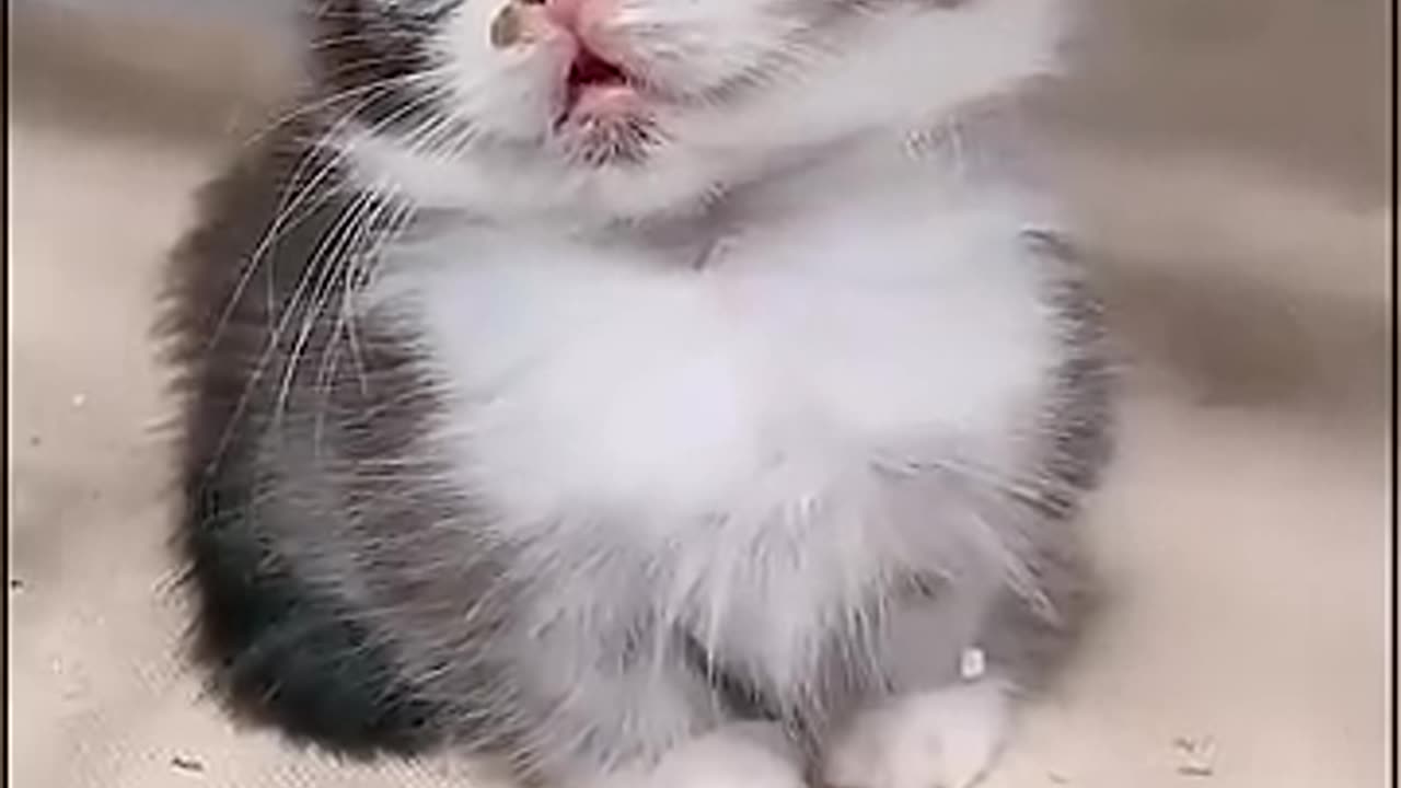 d'un petit chat mignon