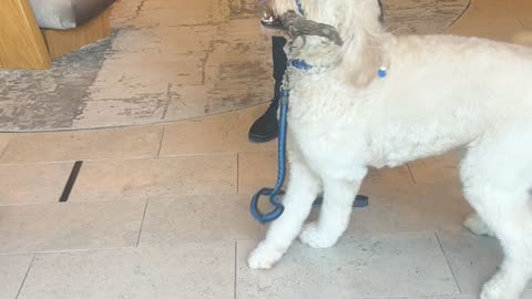 Hotel Concierge Held Stick Overnight for Dog