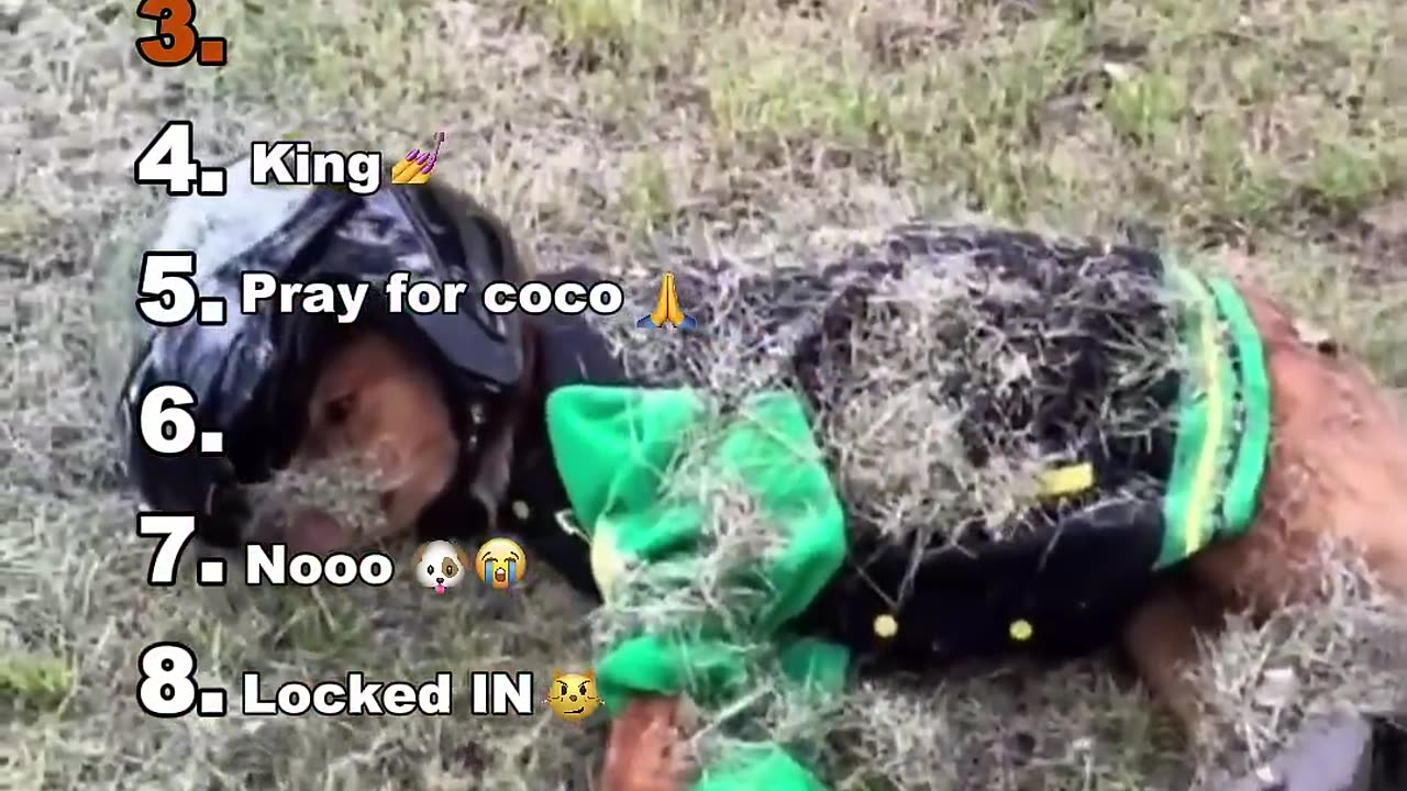 Funniest Medazelli🤣#ranking #medazelli😂😂😂