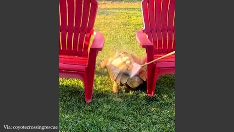 Animals' First Shock With Water 😂 | Funniest Animal Videos of 2025