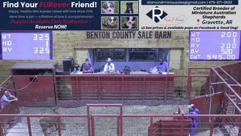 8/14/2025 - Cattle Auction - Benton County Sale Barn