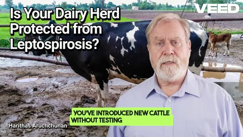 Protect Your Dairy Herd from Leptospirosis
