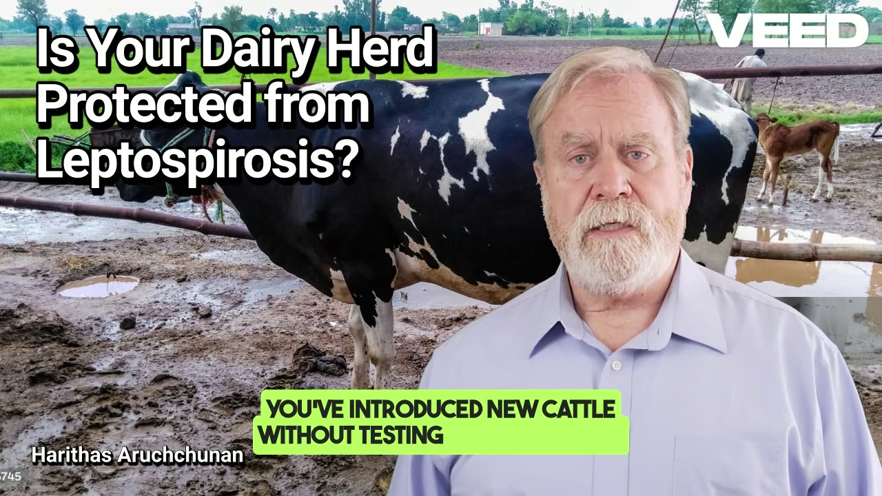 Protect Your Dairy Herd from Leptospirosis