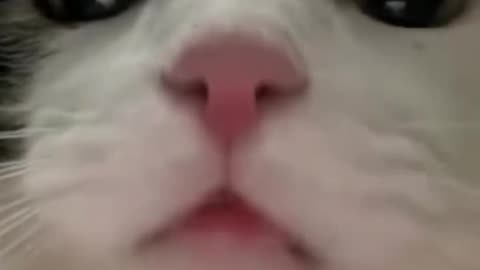 😂😹 Don't Laugh Challenge: Pet Edition 🐶🐾