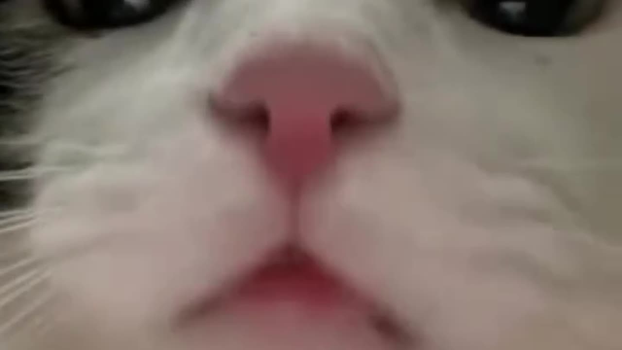 😂😹 Don't Laugh Challenge: Pet Edition 🐶🐾