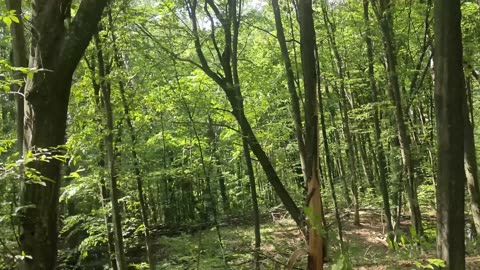 Forest Walk —Relaxing Nature Sounds, Birds Singing, Virtual Walking Video