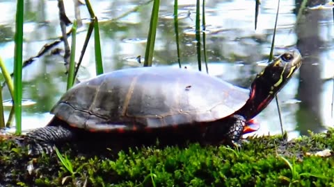 Painted Turtle