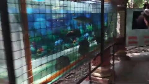 Different Fishes in Nagpur India
