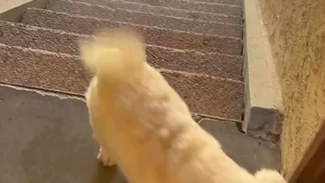 Odie The Dog