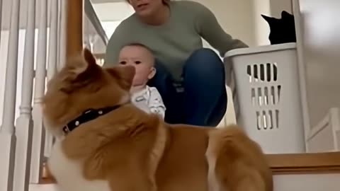 Dog saves child falling down stairs