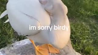 I THOUGHT IT WAS A DUCK WHAT IS THAT THING😭