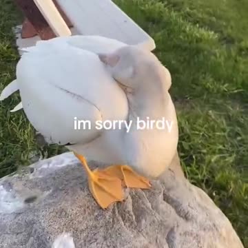 I THOUGHT IT WAS A DUCK WHAT IS THAT THING😭