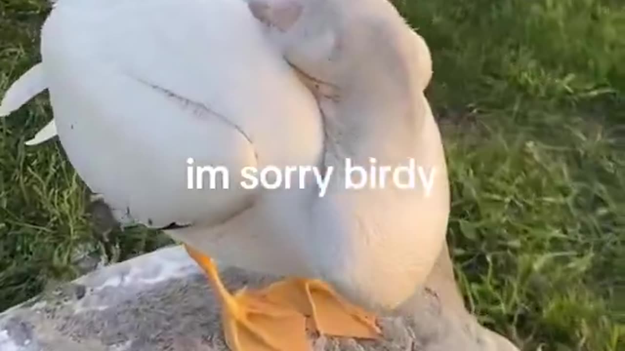 I THOUGHT IT WAS A DUCK WHAT IS THAT THING😭