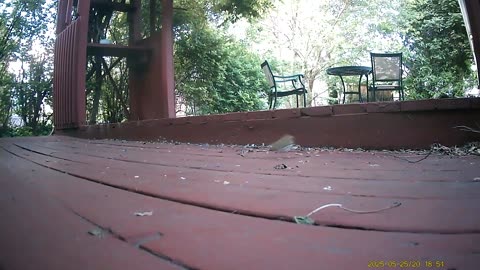 Wildlife Filmed By Haza PR800 Wild Camera, Dearborn, Michigan, May 24 To 29, 2025