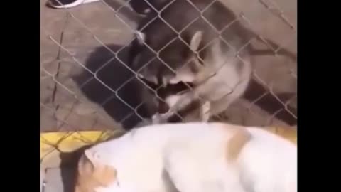 Funny animals #trynottolaugh
