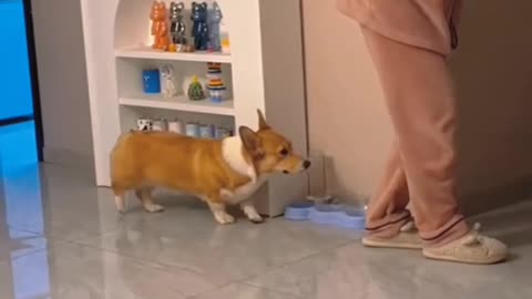 Top Dogs Imitating Humans – Câini care imită oamenii, cele mai haioase reacții! 🐶😂