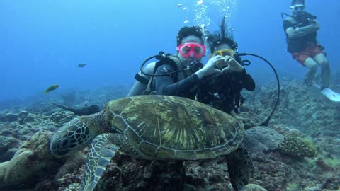 The Tortise In the Ocean