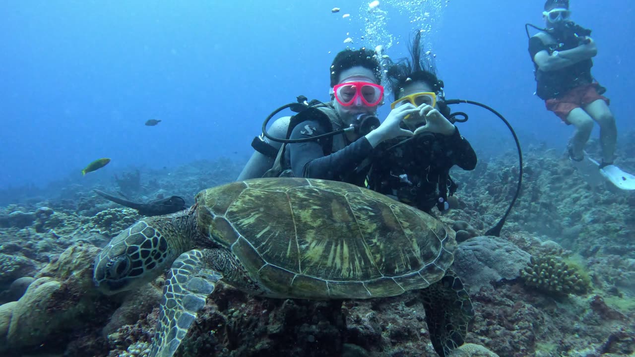 The Tortise In the Ocean