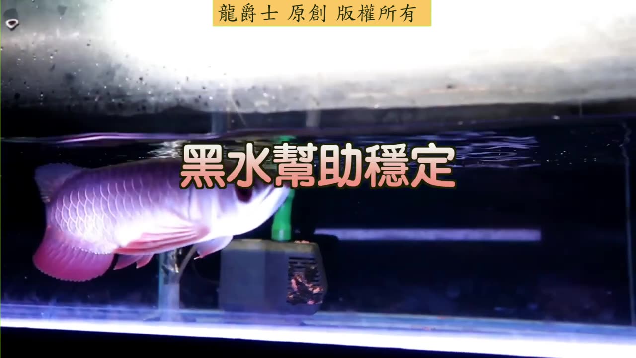【龍爵士】千問千答 Q207 黑水對龍魚發色有幫助嗎