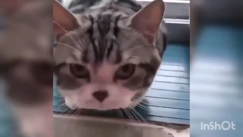 kumpulan hewan-hewan lucu.