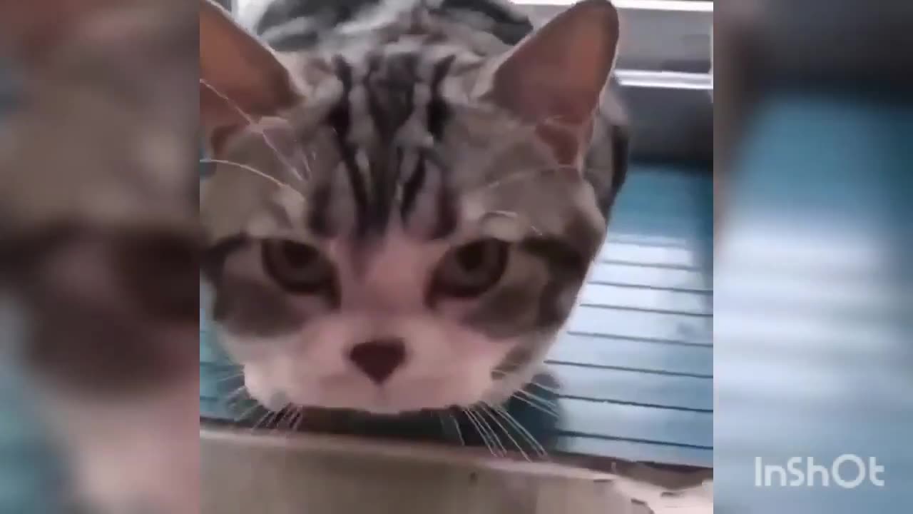 kumpulan hewan-hewan lucu.