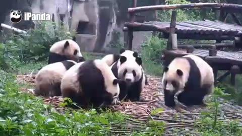 😂😱 Pandas Getting Spooked—Too Cute & Too Funny! | FunFM