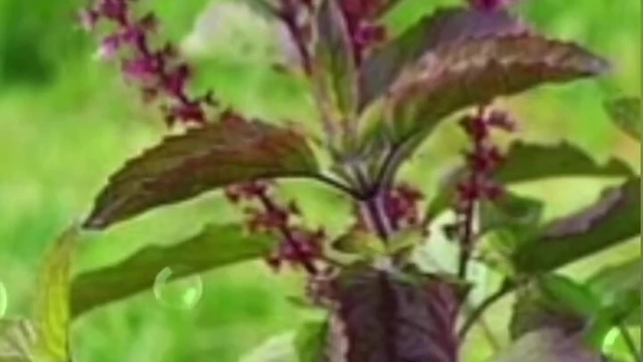 #Tulsi Mata ki🙏🙏💐💐