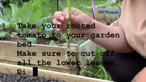 Grow infinite tomato plants?!
