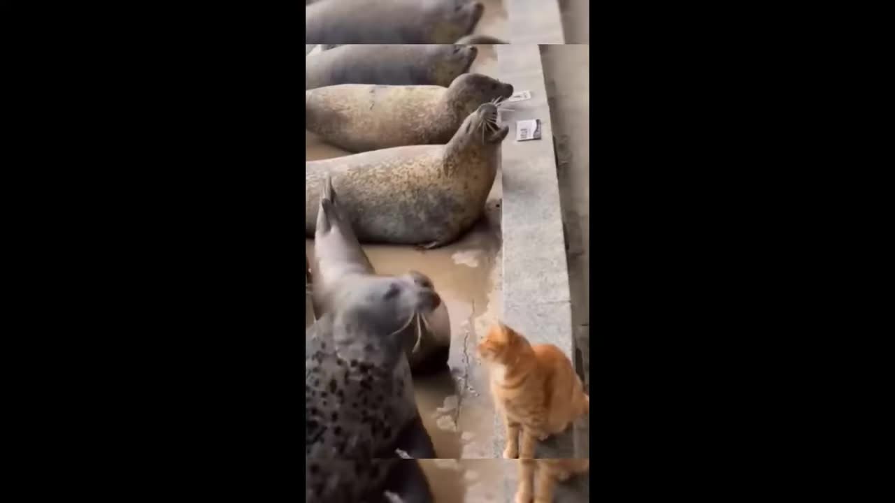 Animals are too funny part 2
