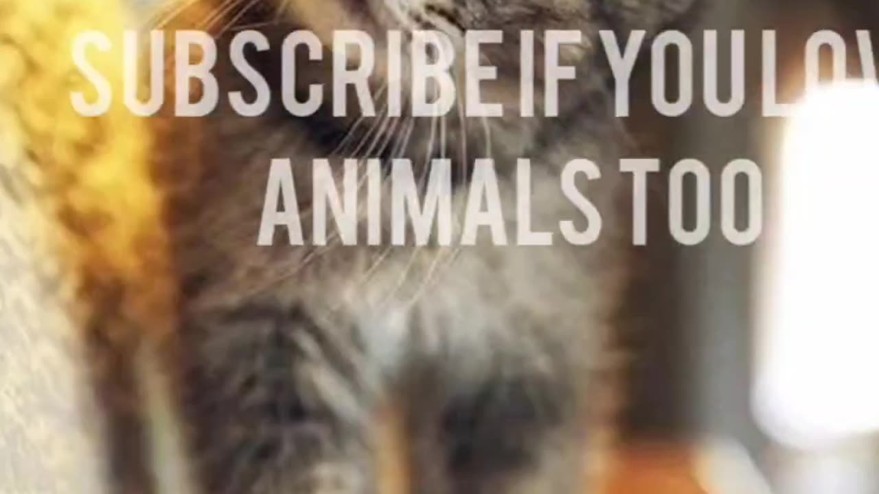 πΎπ Funny Pet Antics | Cuteness Overload!