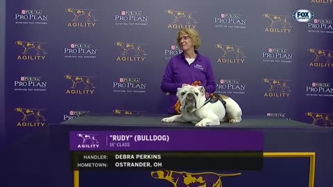 Watch Rudy the Bulldog crush