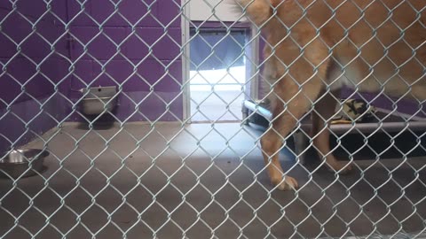 Karlo Gus 4y Pet Id 948033 kennel 19 HSSAZ shelter just testing waters, he's not barker20250711182