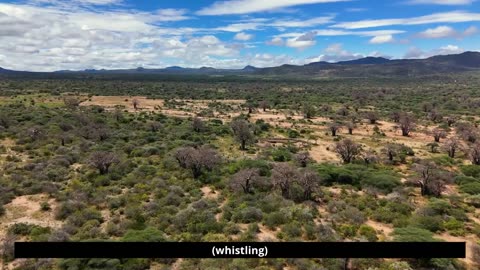 Unveiling the Hadzabe Ancestors: Discovering Real Life of Africa's Last Hunter-Gatherers!