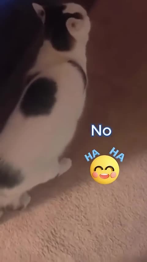 Cats that talk to humans 😹