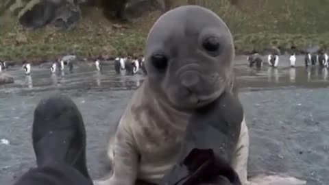 A wildlife photographer was photographing elephant seals on a beach and a baby