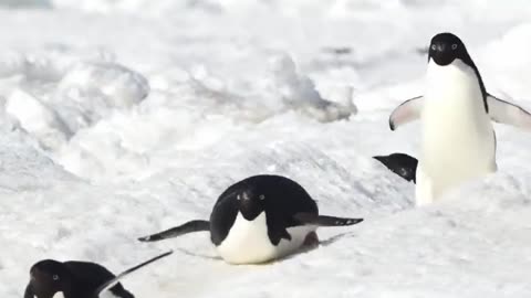 Penguin highway